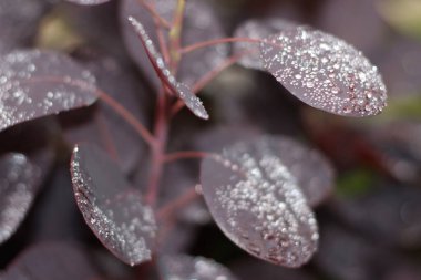 Sabahları yaprakların üzerindeki çiğ taneleri