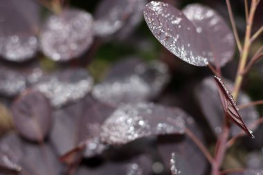 Ormanda bahar bitkileri