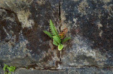 Kırsal kesimde bitki örtüsü