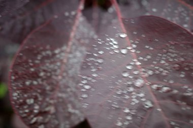 Kırsalda ilkbahar bitkileri