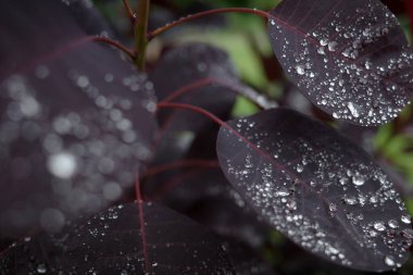 Parkta bitki örtüsü