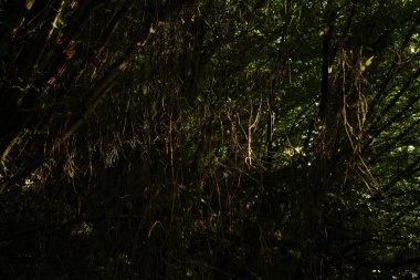 Kırsalda ilkbahar bitkileri