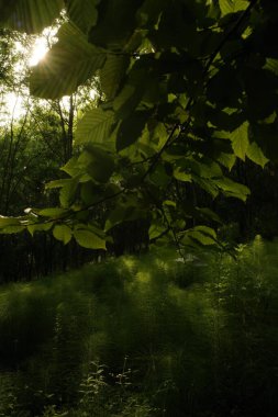 Kırsalda ilkbahar bitkileri