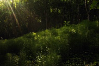 Kırsalda ilkbahar bitkileri