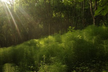 Kırsalda ilkbahar bitkileri