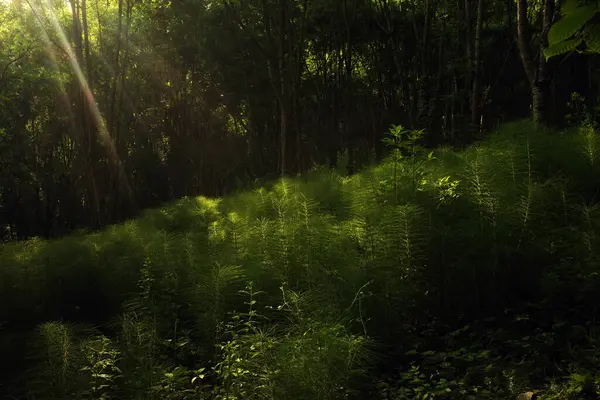 Kırsalda ilkbahar bitkileri