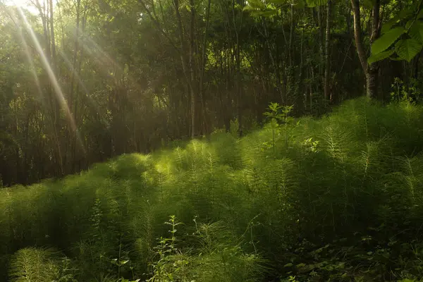 Kırsalda ilkbahar bitkileri