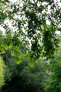 Kırsalda ilkbahar bitkileri