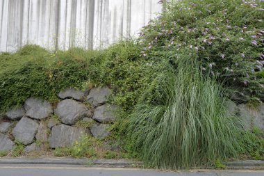 Parkta bitki örtüsü