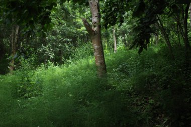 Bir yaz gününde orman