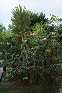 Kırsalda yaz bitkileri