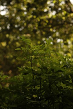 Bir yaz gününde orman