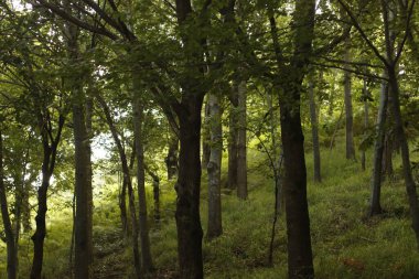Bir yaz gününde orman
