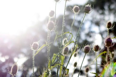 Kırsalda yaz bitkileri