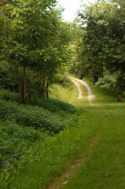 Bir yaz gününde orman