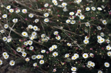 Kırsalda yaz bitkileri