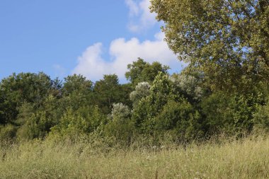 Kırsalda yaz bitkileri