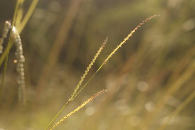 Kırsalda yaz bitkileri