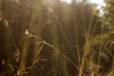 Kırsalda yaz bitkileri