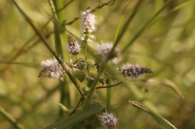 Kırsalda yaz bitkileri