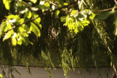 Bir şehir parkında bitki örtüsü