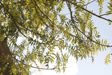 Yaz günü bir ağacın dalları