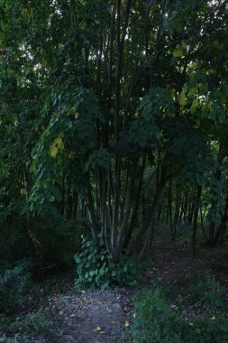 Ormandaki bitki örtüsü