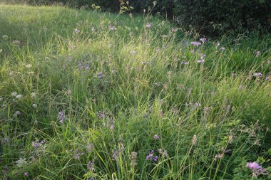 Çimlerde bahar çiçekleri