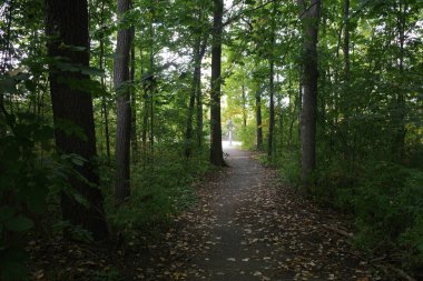 Kentsel bir ormanda sonbahar