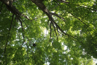 Kentsel bir ormanda sonbahar