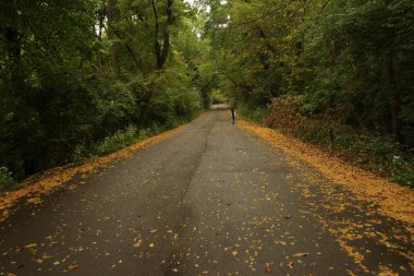 Kentsel bir ormanda sonbahar