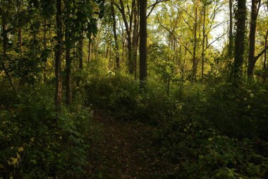 Bir şehir parkında bitki örtüsü