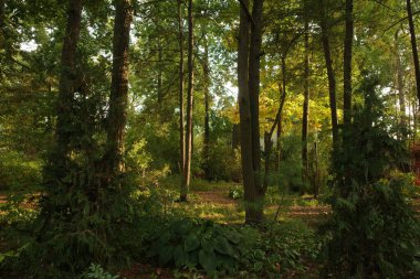 Kentin varoşlarında bitki örtüsü