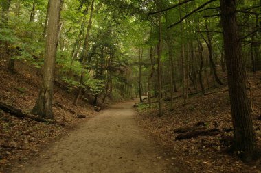 Orman bitki örtüsü