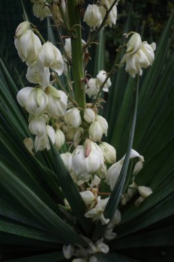 Orman bitki örtüsü