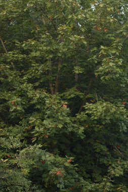 Bir sonbahar gününde parkta ağaçlar