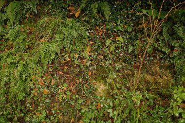 Bir sonbahar gününde parkta ağaçlar