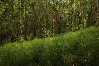 Bir sonbahar gününde parkta ağaçlar