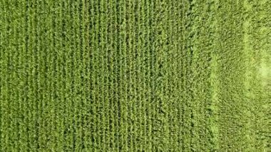 İHA: Öğlen Mısır Tarlası Görüntüsü