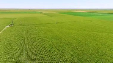 İHA: Öğlen Mısır Tarlası Görüntüsü
