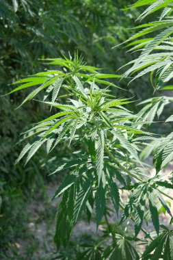 Sustainable Industrial Hemp Farming: A Glimpse into Eco-Friendly Agriculture clipart