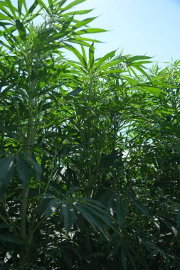 Sustainable Industrial Hemp Farming: A Glimpse into Eco-Friendly Agriculture clipart