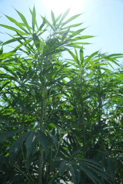 Sustainable Industrial Hemp Farming: A Glimpse into Eco-Friendly Agriculture clipart