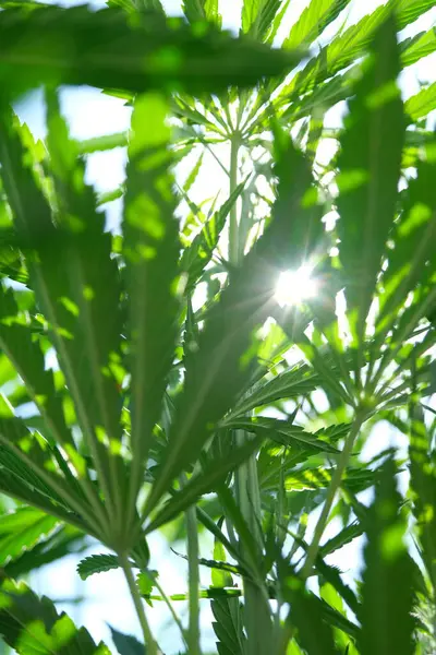 stock image Sustainable Industrial Hemp Farming: A Glimpse into Eco-Friendly Agriculture