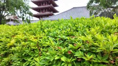 TOKYO, JAPONYAN 20 Mayıs 2025: Asakusa 'daki Sensoji Tapınağı' nda yürüyen ziyaretçiler, Tokyos 'un en eski Budist tapınağı ve büyük bir kültürel dönüm noktası.