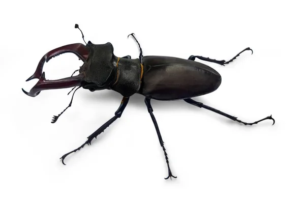 Escarabajo Ciervo Lucanus Cervus Patio Blanco — Foto de Stock
