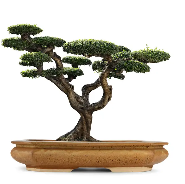 Bonsai Lövträd Utställning Vit Bakgrund Stockbild