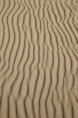 dune çöl kum arka planını bir curonian spit