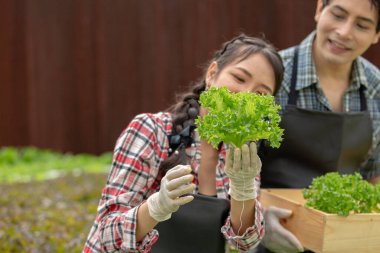 Yakın plan sebzeli kadın, sebzeli organik tarım bahçesi serası. Malzeme, hasat, hidrofonik çiftlik..