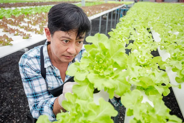 Male farmer examing quality of vegetable hydroponic at greenhouse. Concept of vegetables health food. Smart farm using technology growing business hydro produce.